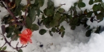 Jerusalem Flowers in Snow5