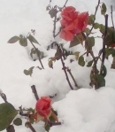 Jerusalem Flowers in Snow7